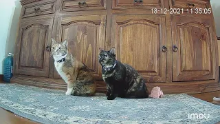 My cats react to the earthquake - North Italy