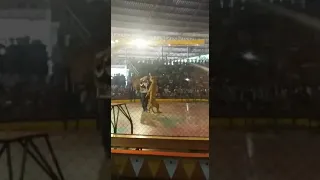 Tigers circus in thailand