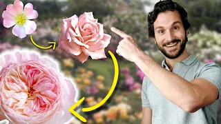 Variedades de ROSAS 🌹 Así Tendrás los Tipo de Rosales que Buscabas