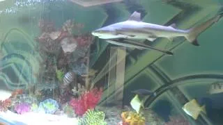 Huge private shark tank with fish