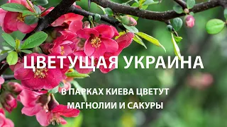 Цветущая Украина: В парках Киева цветут магнолии и сакуры / Ритм жизни