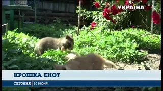 В Сумской области кошка приняла детеныша енота, как своего