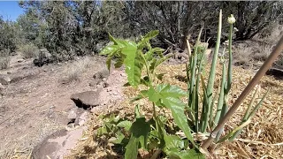 Stop! Before You Start a Food Forest, Consider This