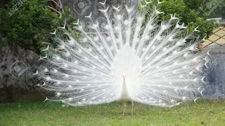 Beautiful & Rare White Peacock with Open Feathers Captured..