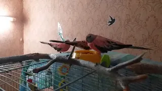 Розовобрюхие попугайчики за трапезой 🙂