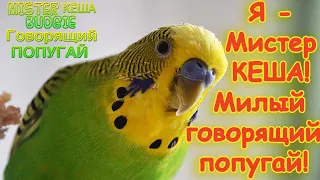 Я - Мистер Кеша! Милый говорящий попугай! I'm Mr Kesha the budgie, very cute and can talk! #shorts