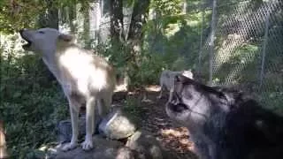 Wolf Howl Trio