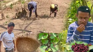 #sowing  Rice Seeds | Nagaland Jhum Cultivation | Harvesting Mulberries 😋 | @achenvlogs