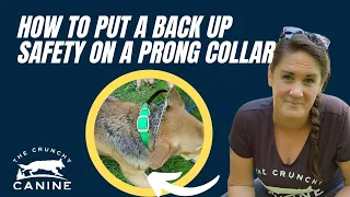 How to put a back up safety on your prong collar