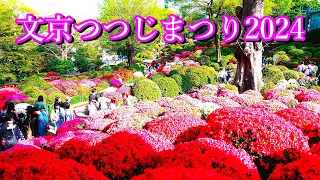 Bunkyo Azalea Festival 2024 【Nezu Shrine】A beautiful festival of flowers in spring in Tokyo.