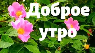 Все будет хорошо! Лишь улыбнись с утра!!  Красивая музыкальная открытка