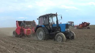 Трактора МТЗ 82 садят картофель в СПК "Гигант"