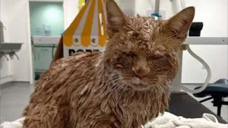 После осмотра этого кота ахнули даже врачи, его хотели усыпить, но котейку спасли