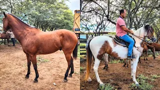 FEIRA DE CAVALO DE CARUARU PE, TERÇA FEIRA, 14.06.24 #nordeste