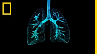 Lungs 101 | National Geographic