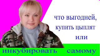 что выгодней, купить цыплят или инкубировать самому