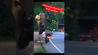 Human life saved by wildlife officers 😳🐘#elephant #attack #2023 #shorts #tiktok #viral #views #6m