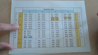 Ejercicio 3: Encontrar el ADN y los aminoácidos a partir del ARNm.