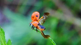 Ladybug…Flew Away