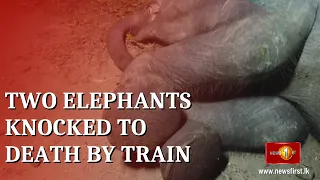 Two elephants dead after knocked down by train