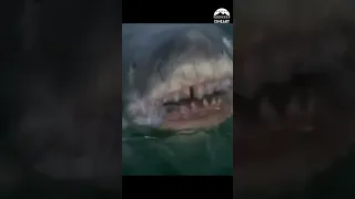 Jaws (1975) | Quint Is Devoured Scene Trim