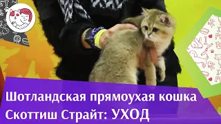 Шотландская прямоухая Скоттиш Страйт Уход на  ilikepet