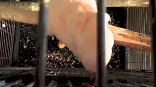 Атака попугая на человека! =)