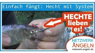 Einfach fängt: Hechtangeln mit Köderfisch am System