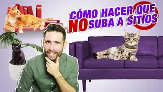 Cómo EVITAR que tu GATO SUBA a MUEBLES: MESA, ENCIMERA, MACETAS, SOFÁ, ESTANTERÍAS y más sitios 🛋️😺