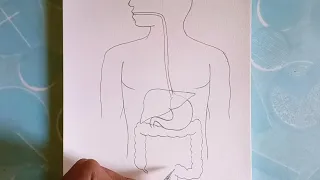 Human Digestive System Diagram, how to Draw human digestive system step by step