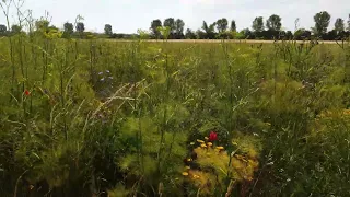 Pflanzen 3 - Bunte Blüten im Feld Bodenheim - Landschaft im Sommer