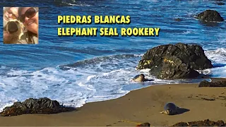 Piedras Blancas Elephant Seal Rookery