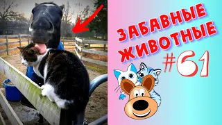 Приколы с Животными #61 / Смешные Животные 2020 / Приколы / Приколы про Животных / Лучшие Приколы