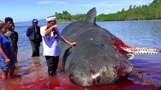 20 Strangest thing's Washed Up on Beaches.