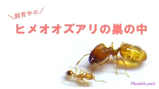 ヒメオオズアリの巣の中２