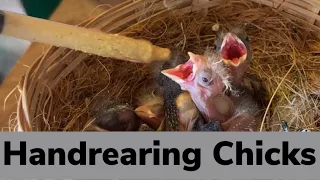 How to Hand Rear baby birds - Hand feeding Redpoll Finch chicks