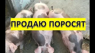 ОТКОРМ СВИНЕЙ//ПРОДАЮ ПОРОСЯТ, ЦЕНА ХОРОШАЯ - ЖИТЬ МОЖНО