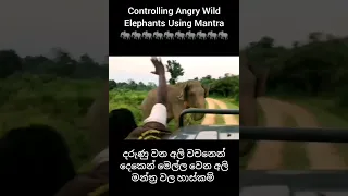 Angry Wild Elephant Attack Wasgamuwa National Park #srilanka #wild #elephant #attack