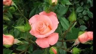 Виталий Айтян-Розовые розы