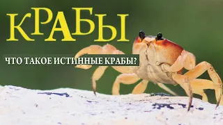 Crabs | What Is a Crab? | Different Types of Crabs | The Wonderful World of Invertebrates