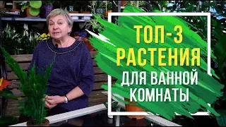 Топ - 3 Растения для ванной комнаты