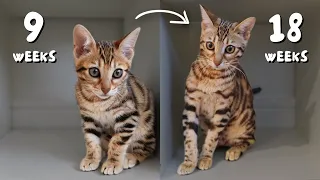 Our Bengal kitten enters her sassy teenager phase | Ep 9