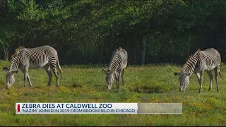 ‘Vibrant spirit’: Nazim the Zebra at Caldwell Zoo died Christmas day