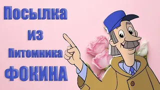 Посылка Роз из Питомника Фокино