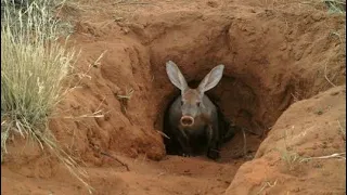 Aardvark anthill pig - prehistoric animal (Orycteropus afer) animal Documentary