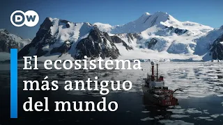 Antártida: Un mensaje de otro planeta | DW Documental