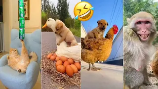 Funny cat and dog videos 2024 | funny animal videos 2024 #15