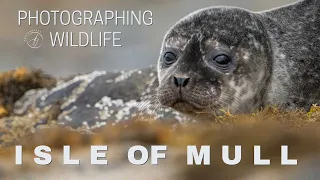 Photographing Otters, Seals, Eagles & so much more - Isle of Mull - Sony A1 (4K)