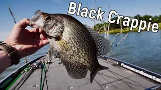 Fantastic Jig Fishing on Stumps for Black Crappie!