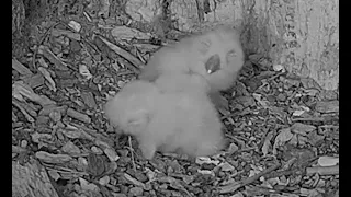 🐣 🐣 2nd Tawny Owl 🦉 Chick Hatches 👍  #shorts
